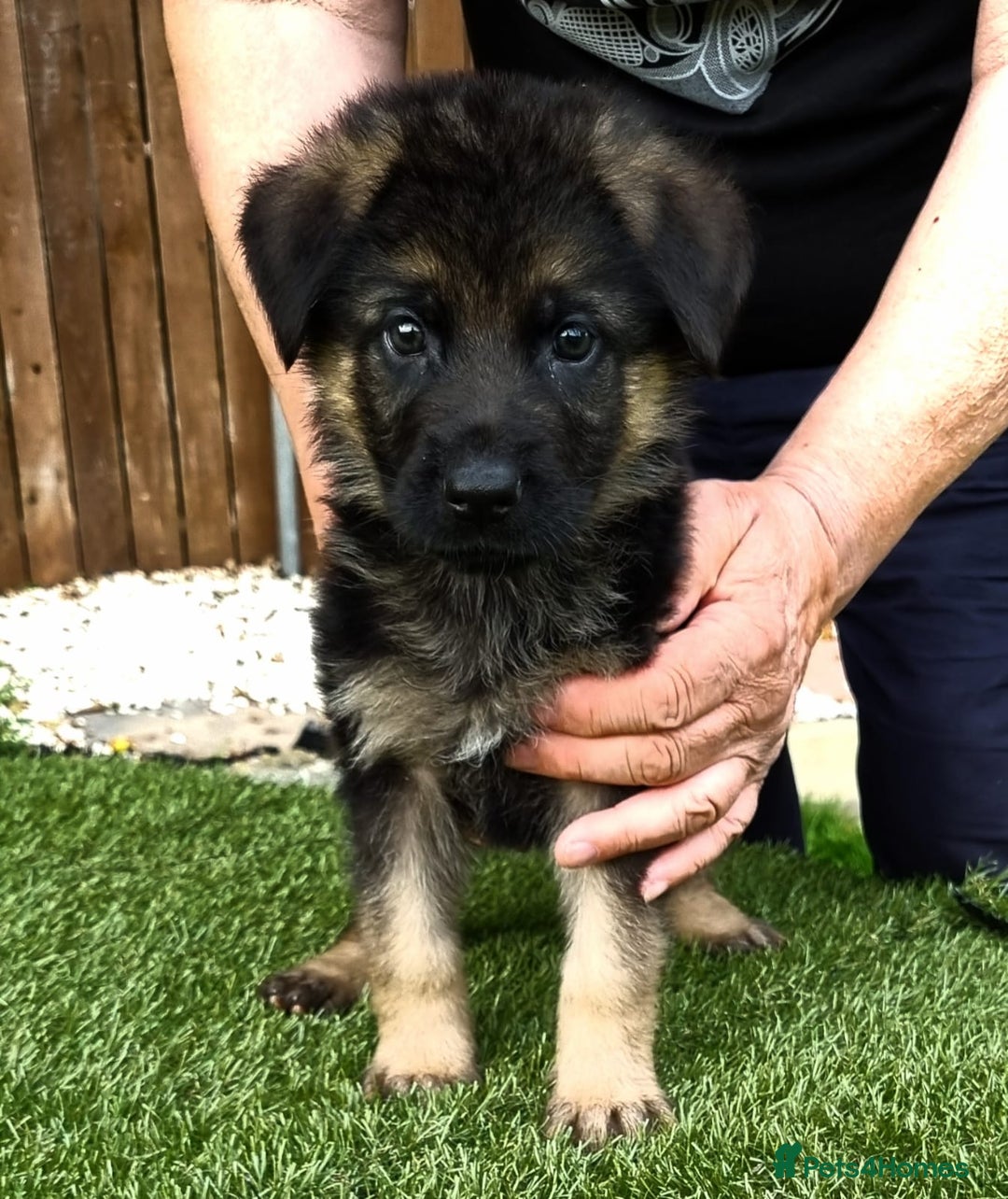 German Shepherd dogs for sale: World Class litter for sale  - Image 5