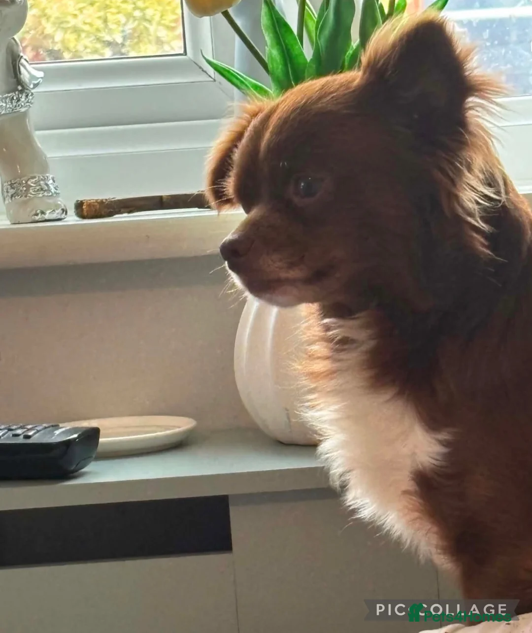 Chihuahua dogs for sale: 2 Chihuahuas male 15mths  Female 3 yrs sad sale - Advert 2