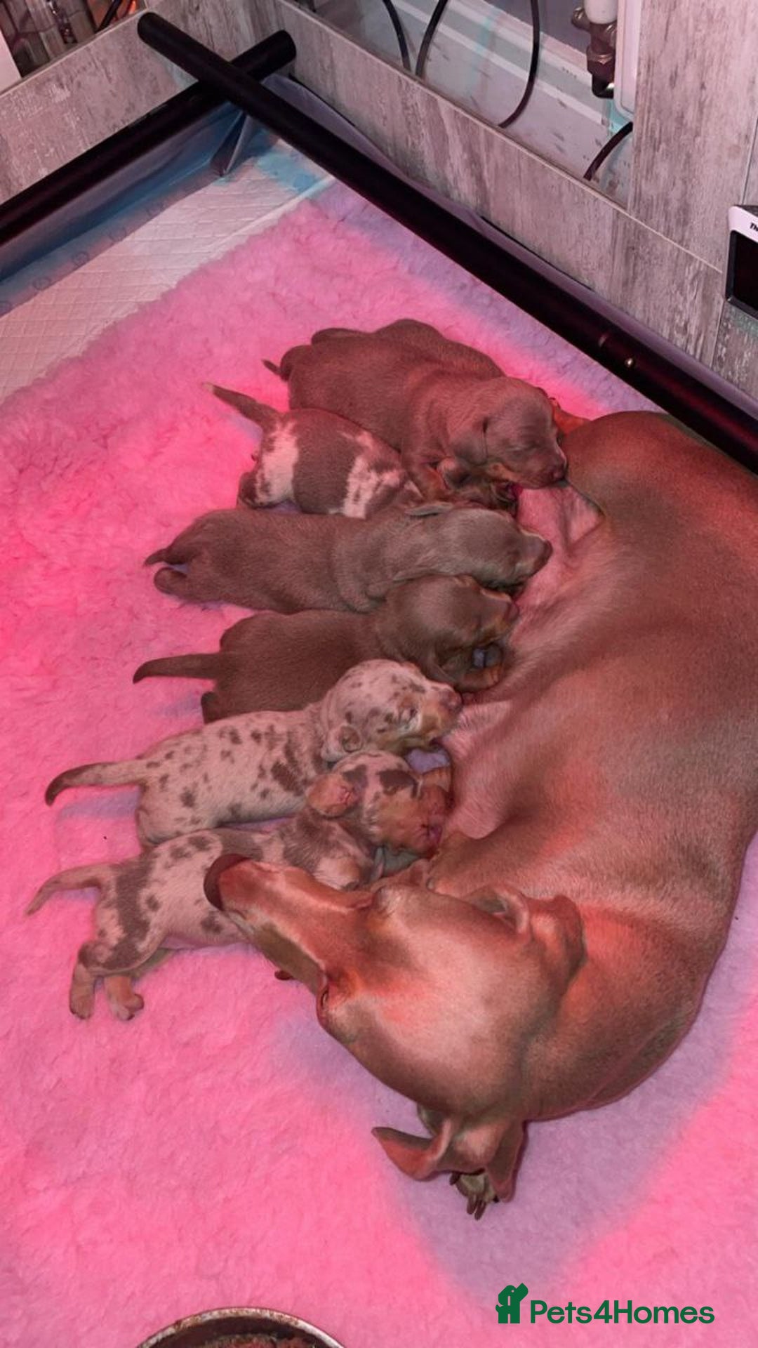 Miniature Dachshund dogs for sale: SPECTACULAR MINIATURE DACHSHUND PUPPIES - Image 9