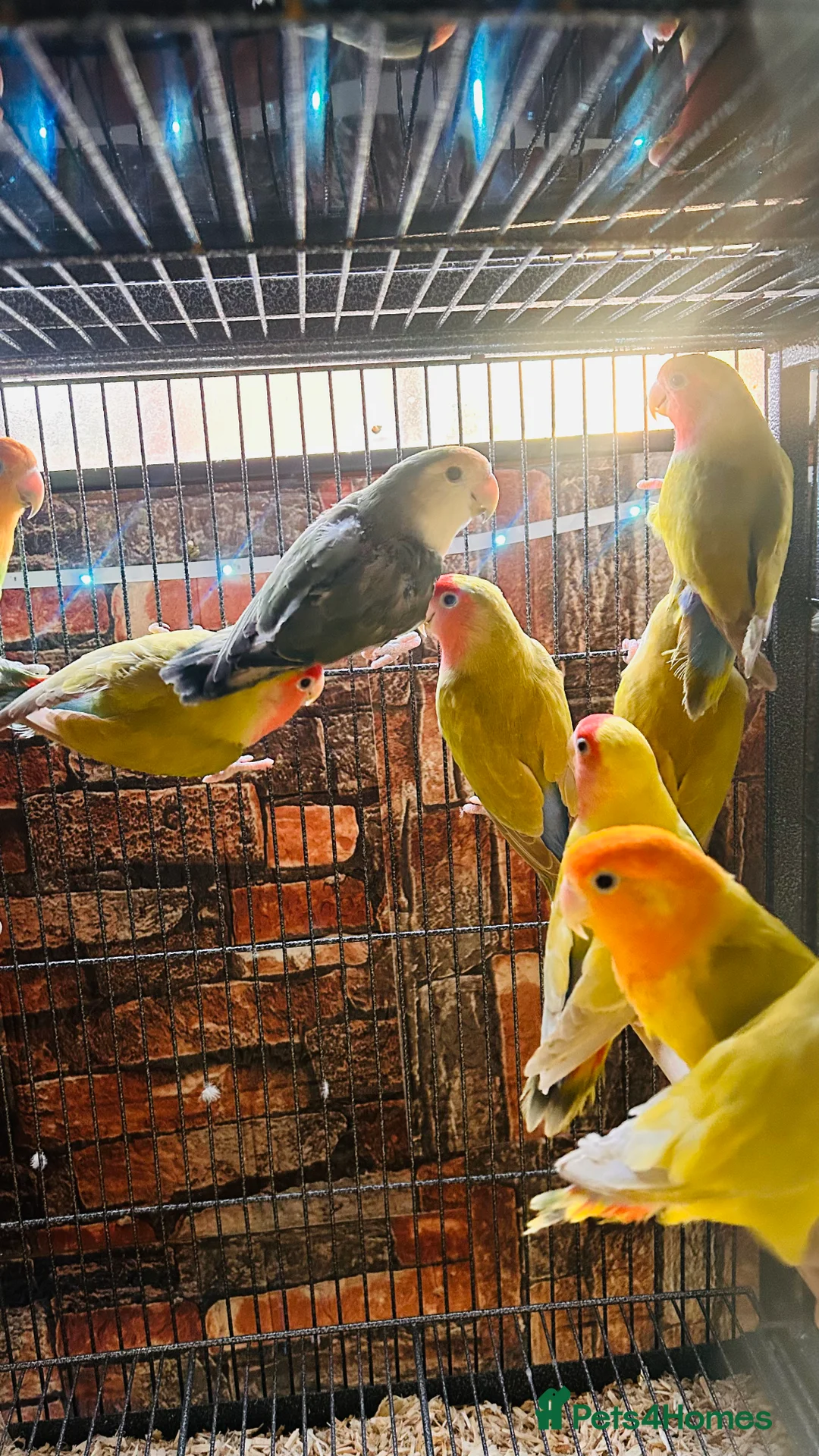 Lovebirds birds for sale: Various peachface lovebirds for sale  - Advert 9