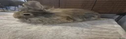 Lionhead rabbits for sale: Lionhead bunnies  - Advert 4