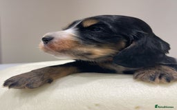 Cocker Spaniel dogs for sale: Show Cocker Spaniel’s  - Image 13