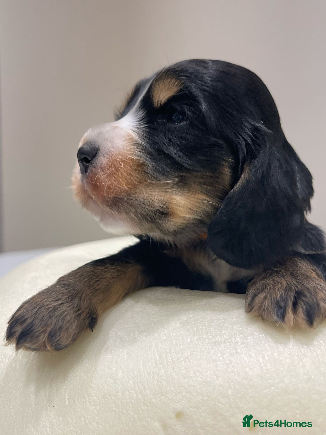 Cocker Spaniel dogs for sale: Show Cocker Spaniel’s  - Image 13