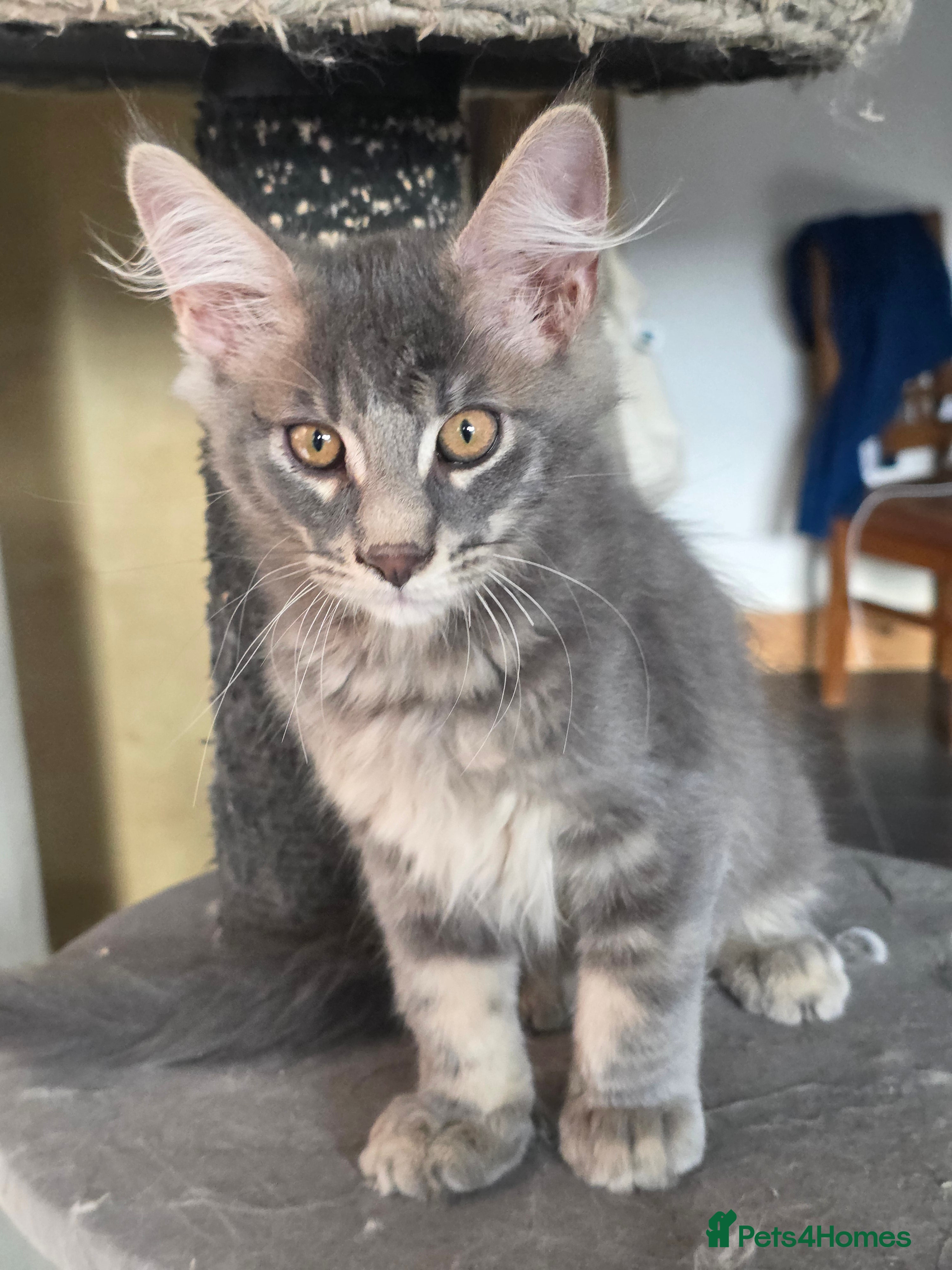 Maine Coon cats ❤️ TICA Registered Maine Coon Kittens Ready Now ❤️ - Advert 2
