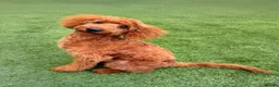 Toy Poodle dogs for stud: KC Pedigree Red Toy Poodle for Stud - Advert 15