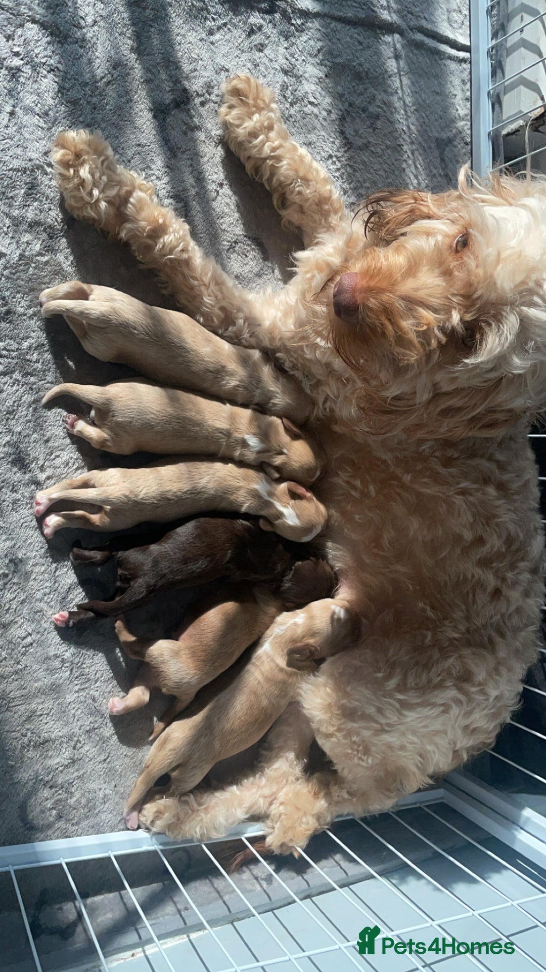 Mixed Breed dogs for sale: Cockapoo X Cavapoo Puppies - Image 5