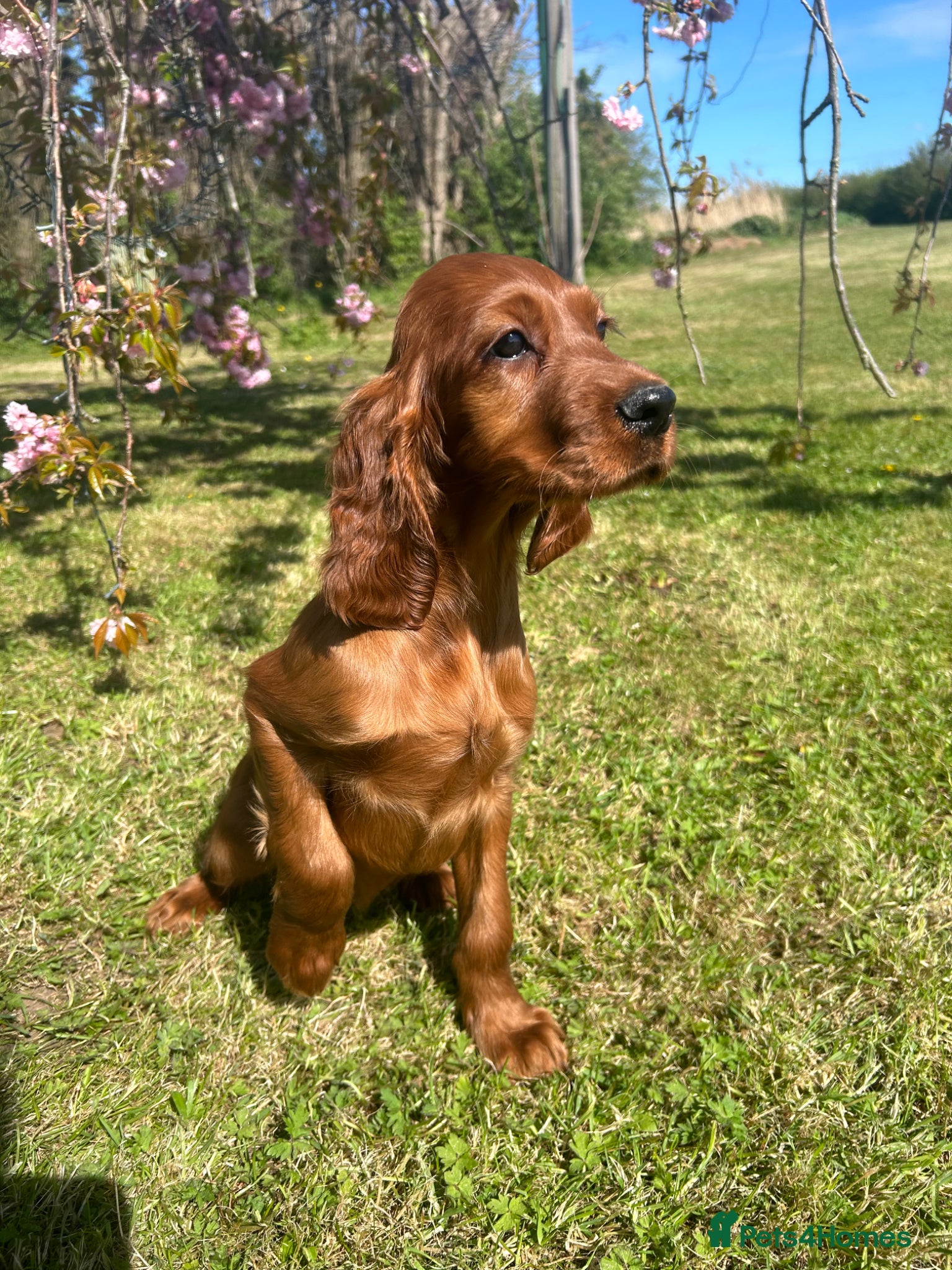 Irish Setter dogs Ready Now Beautiful litter of Irish Setters  - Advert 1