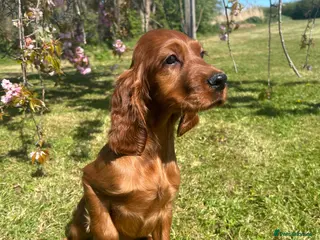 Irish Setter dogs Ready Now Beautiful litter of Irish Setters - Advert 1