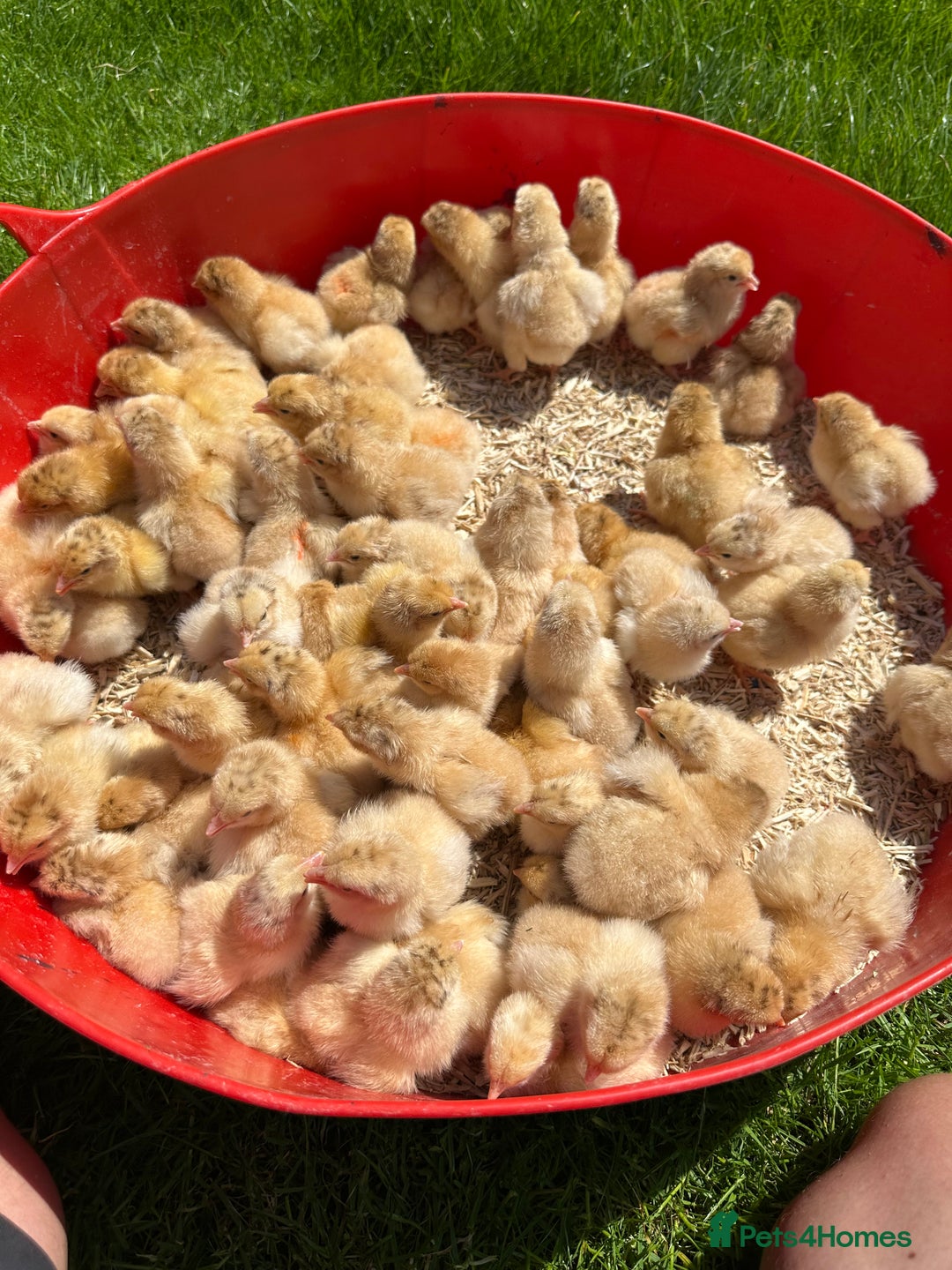 Chickens poultry for sale: Day old pure breed chicks  - Image 8