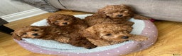 Toy Poodle dogs for stud: Toy Poodle Stud (Not for Sale) in Houghton le Spring - Advert 9
