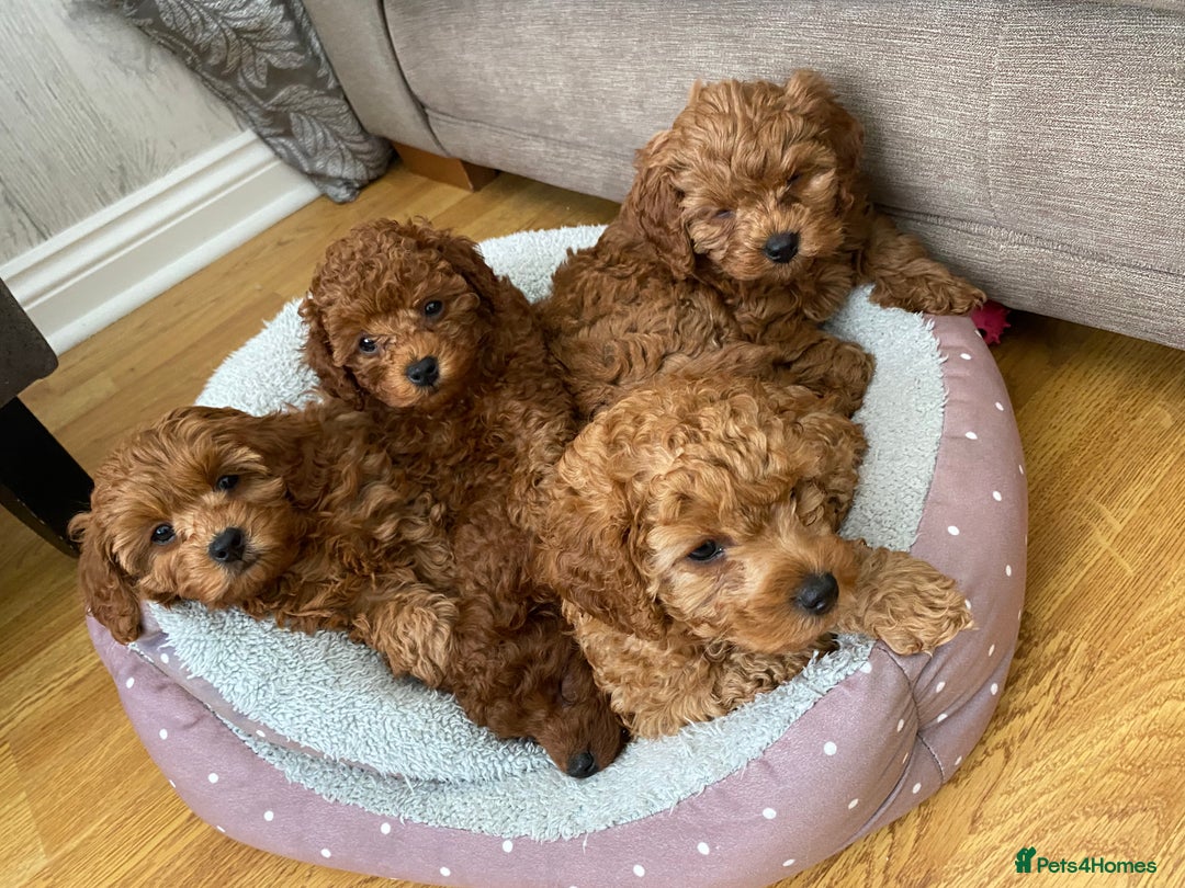 Toy Poodle dogs for stud: Toy Poodle Stud (Not for Sale) in Houghton le Spring - Advert 9