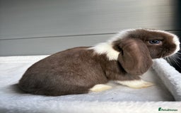 Mini Lop rabbits for sale: Stunning mini lops  - Image 1