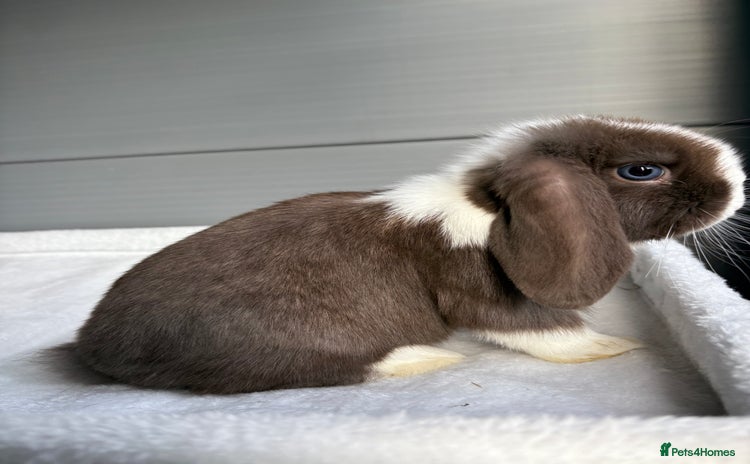 Mini Lop rabbits - Advert 2