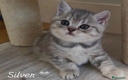 British Shorthair cats for sale: Beautiful silver British shorthair kittens - Image 3