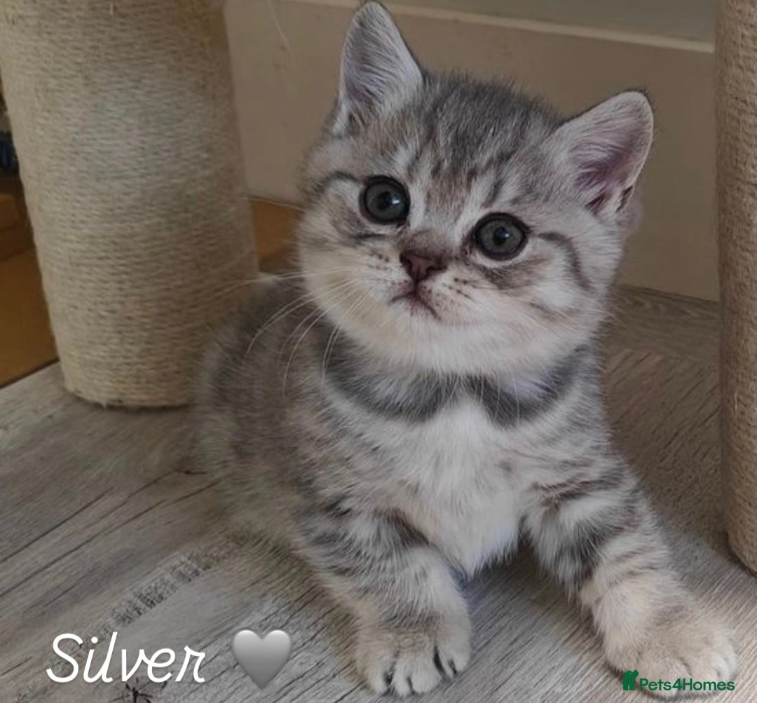 British Shorthair cats for sale: Beautiful silver British shorthair kittens - Image 3