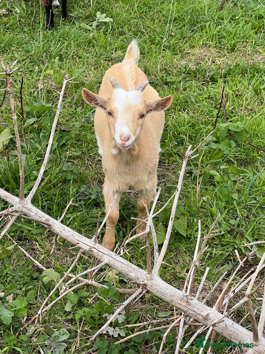 Goats livestock for sale: Friendly female Pygmy goat kid - Image 2