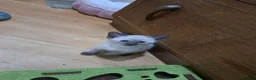 Siamese cats for sale: Siamese mix in Bedford - Advert 10