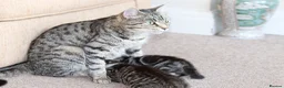 Mixed Breed cats for sale:  Lovely Kittens  Ready in 2 WEEKS - Advert 7