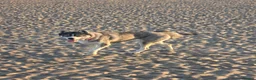 Siberian Husky dogs for sale: Pedigree Husky pups in Littlehampton - Advert 12