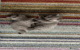 British Shorthair cats for sale: 4 Gorgeous chunky British shorthair kittens  - Image 14