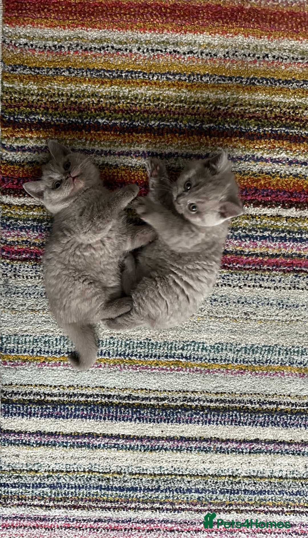 British Shorthair cats for sale: 4 Gorgeous chunky British shorthair kittens  - Image 14