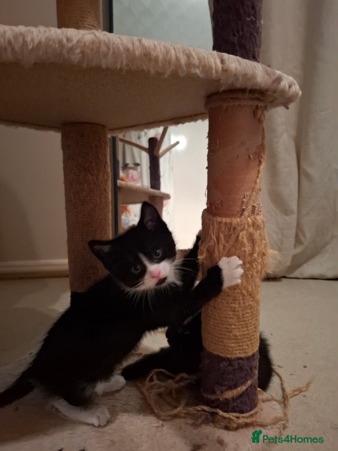Mixed Breed cats for sale: seven funny kittens - Image 28