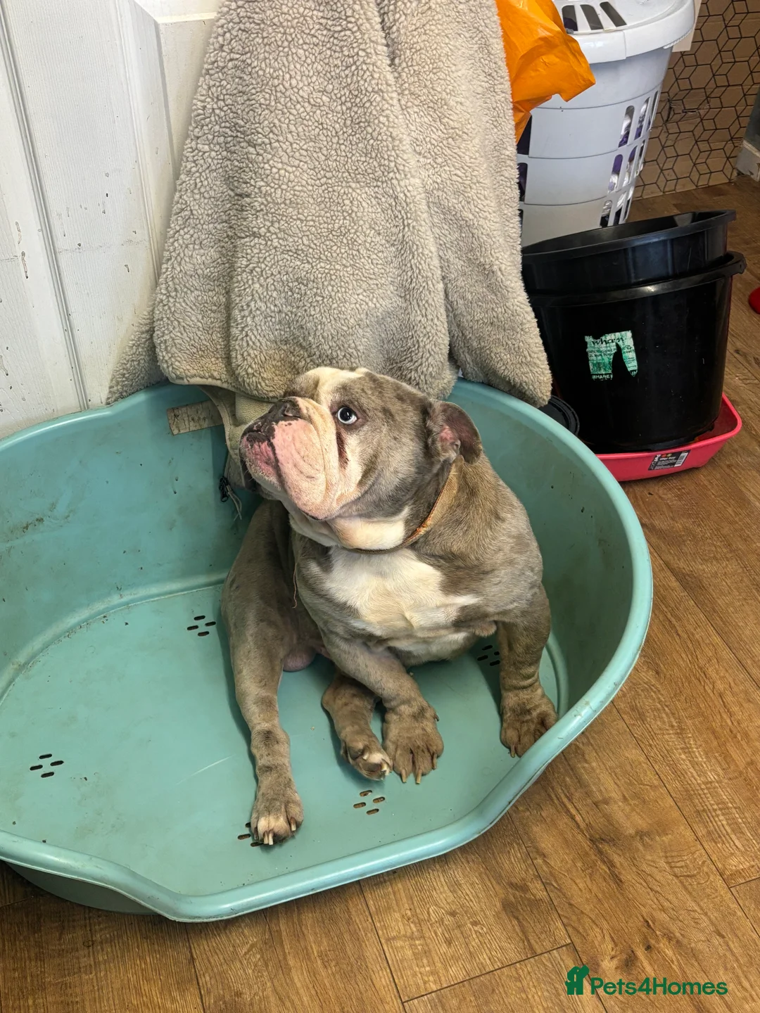 Old Tyme Bulldog dogs for sale: 5 year old male bulldog needing a new home  - Advert 5