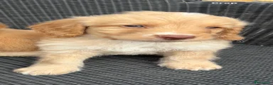 Cockapoo 9