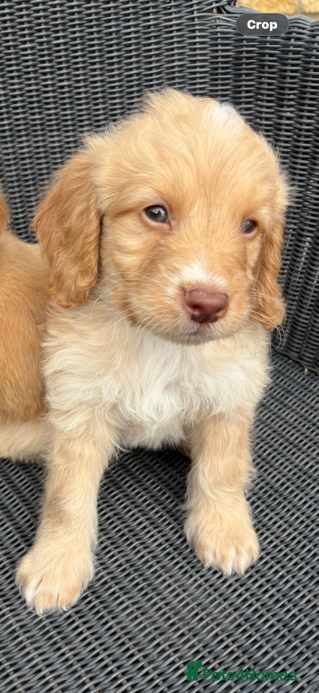 Cockapoo dogs for sale: Cockapoos - Advert 2