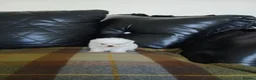 Maltese dogs for sale: Maltese  in Carluke - Advert 10