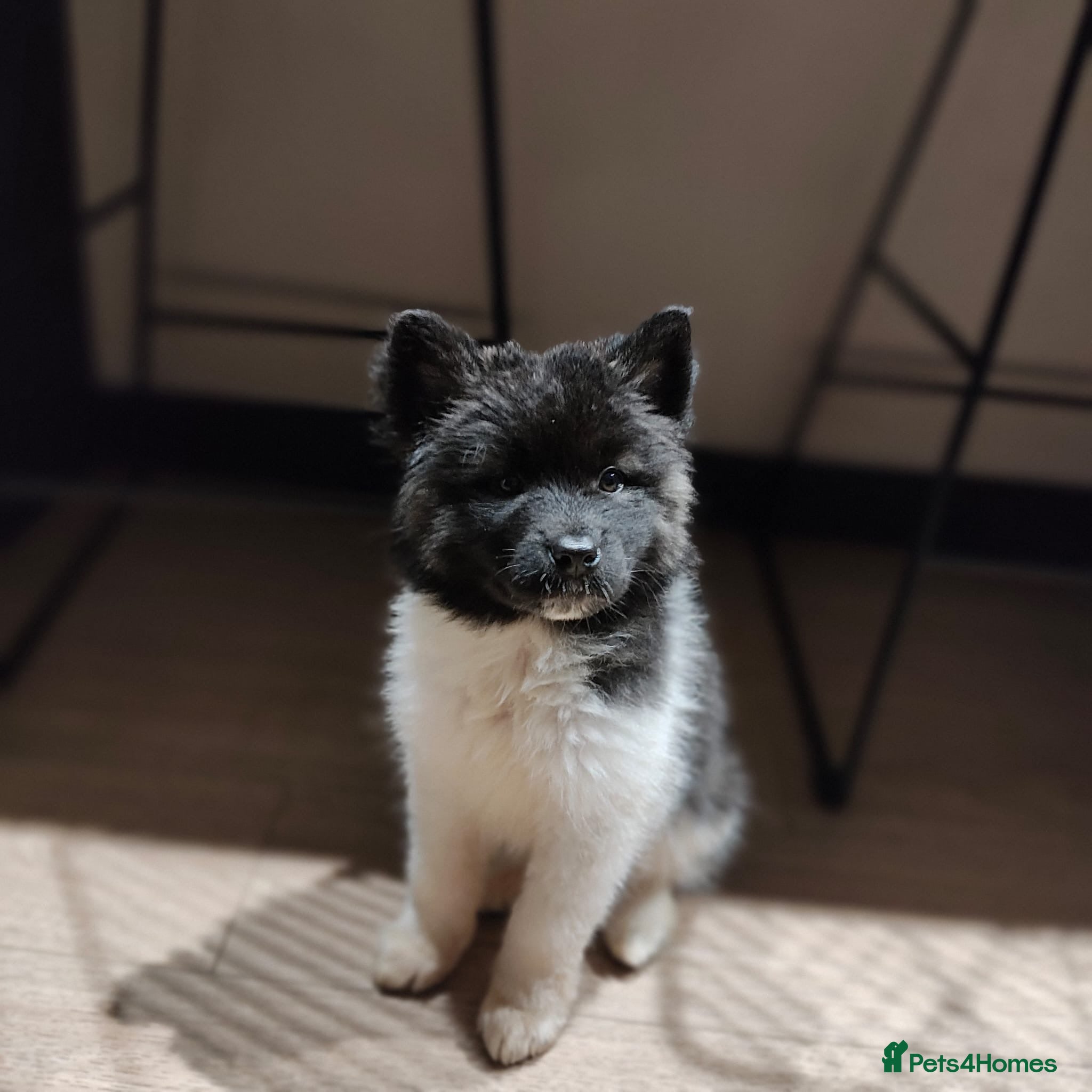 Akita dogs Quality Family Raised American Akita Puppies - Advert 1