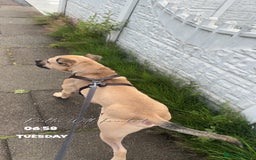 Mixed Breed dogs for sale: Bull mastiff cross for sale £150 - Image 10