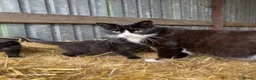 Mixed Breed cats for sale: Gorgeous black farm kitten - Advert 5