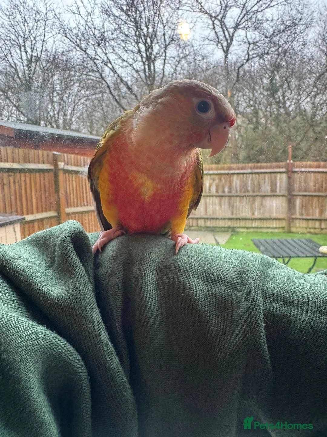 Conures birds for sale: Hand reared conure  in Newport - Advert 4
