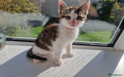 Domestic Shorthair cats for sale: Domestic shorthair kittens  - Image 14