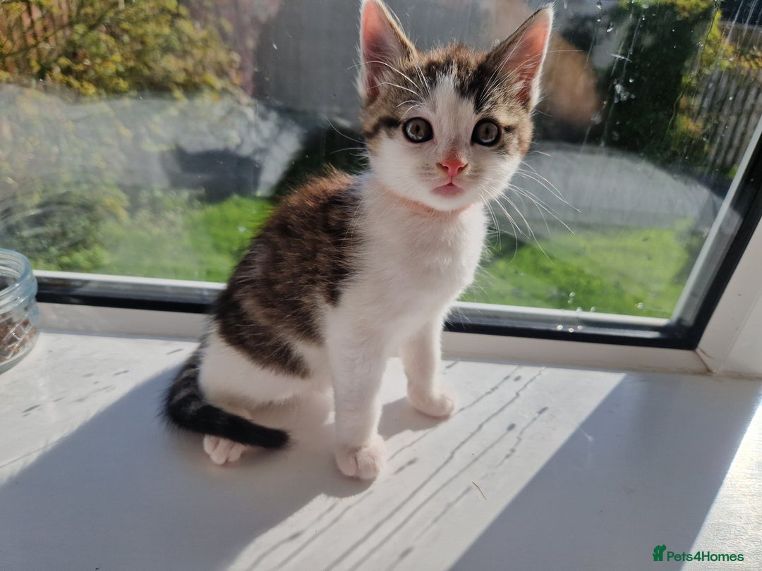 Domestic Shorthair cats for sale: Domestic shorthair kittens  - Image 14