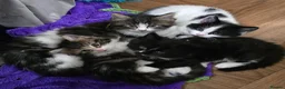 Turkish Angora cats for sale: 5 wonderful fur babies (4girls,1boy) in London - Advert 15
