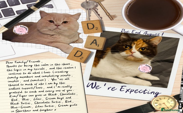 British Shorthair cats in London - Advert 13
