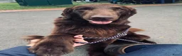 Flat coated Retriever dogs for sale: Stunning Kc Reg LIVER Flatcoats - Advert 3