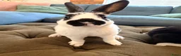 Rex rabbits for sale: 2 mini Rex bucks for sale  - Advert 3