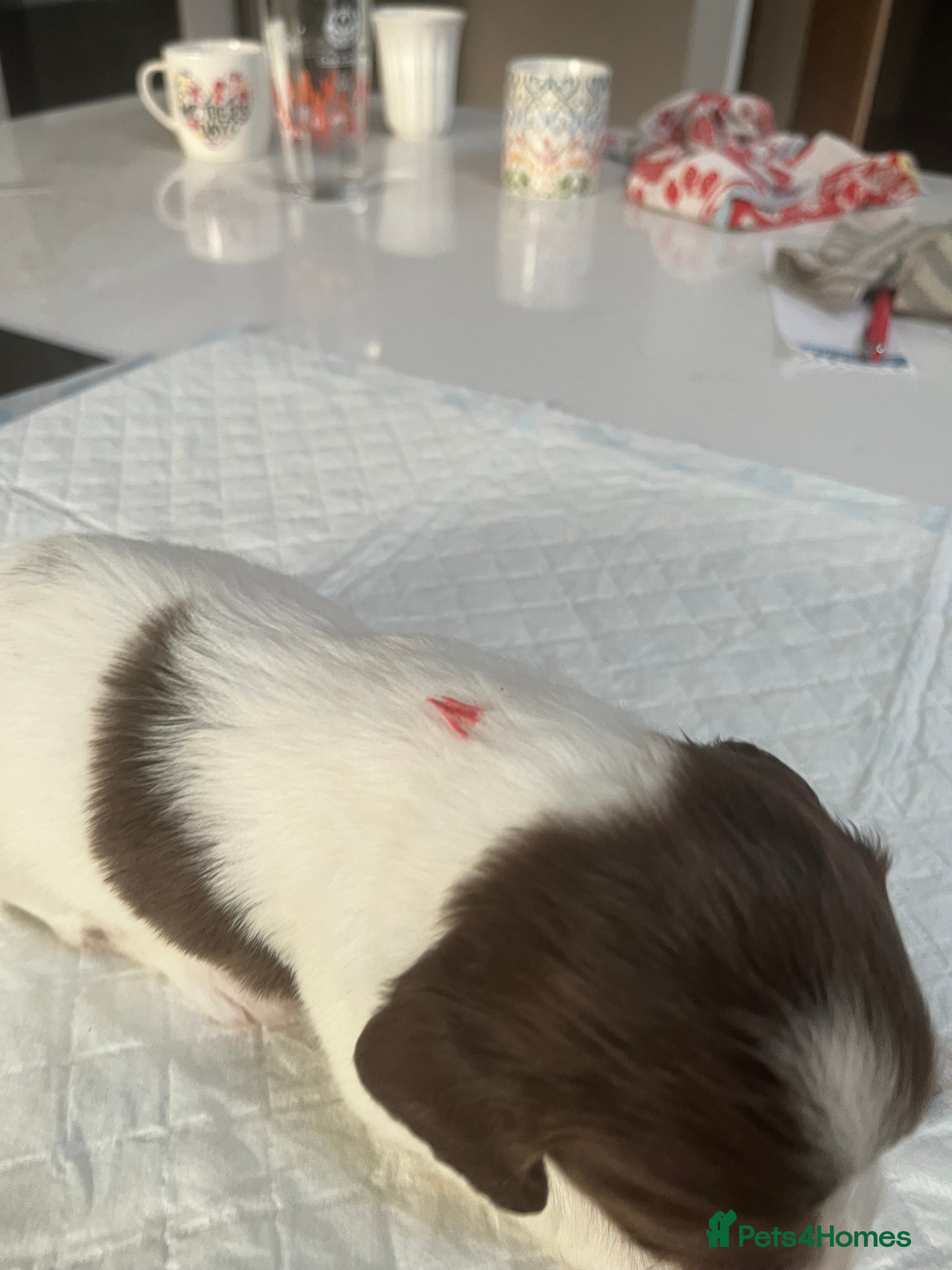 English Springer Spaniel dogs Exceptional English Springer Spaniel - Advert 2