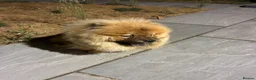 Chow Chow dogs for sale: Beautiful light golden/fawn Chow Chow - Advert 2