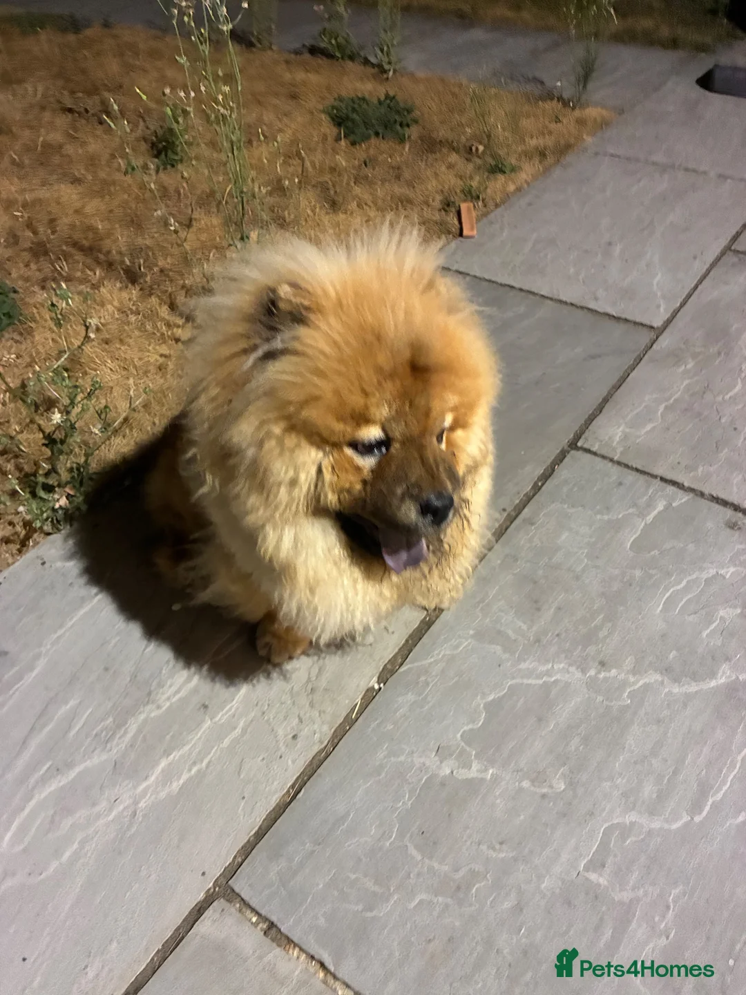 Chow Chow dogs for sale: Beautiful light golden/fawn Chow Chow - Advert 2