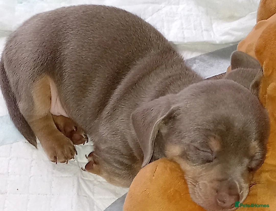 Chiweenie dogs for sale: Beautiful Chiweenie  - Advert 2