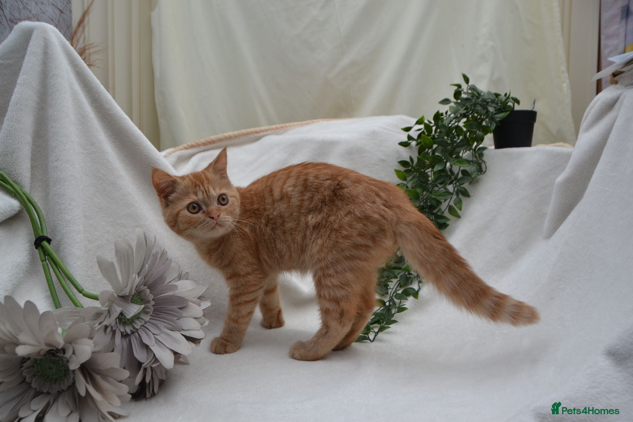 Persian cats (1 LEFT) Adorable Purebred Persian Kittens!!! - Advert 13