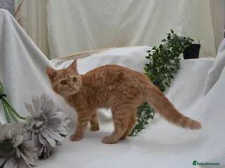 Persian cats (1 LEFT) Adorable Purebred Persian Kittens!!! - Advert 13