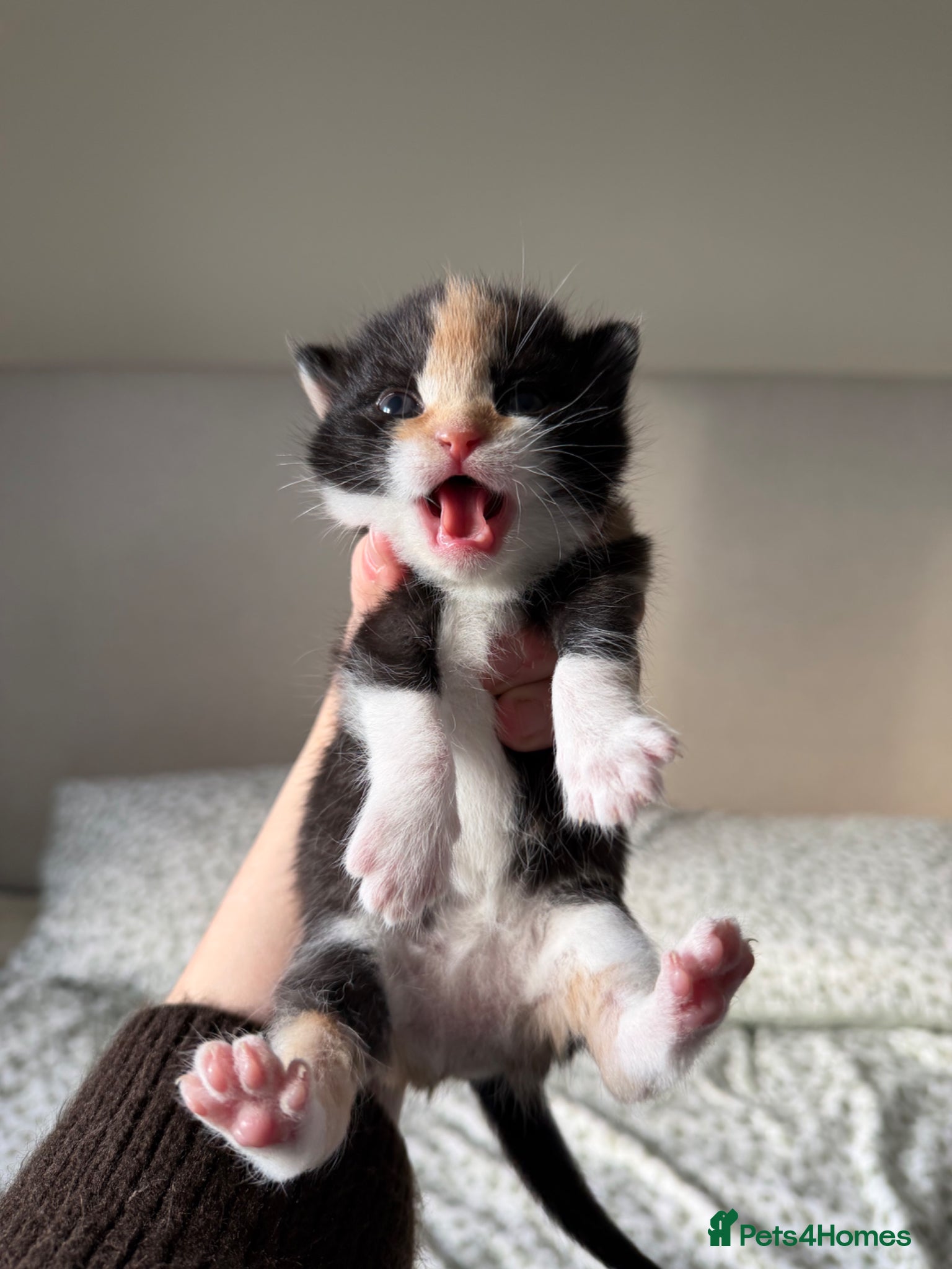 Domestic Shorthair cats Beautiful fluffy kittens ready in JUNE  - Advert 15