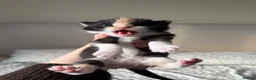 Domestic Shorthair cats for sale: FEMALE kitten for sale 🐾 - Advert 7