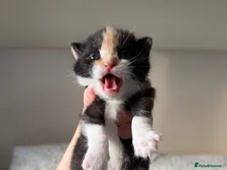 Domestic Shorthair cats Beautiful fluffy kittens ready in JUNE - Advert 15