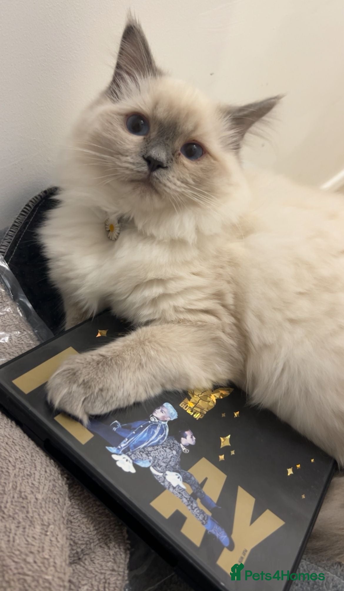 Ragdoll cats Cuddly gentle affectionate Ragdoll Female - Advert 6